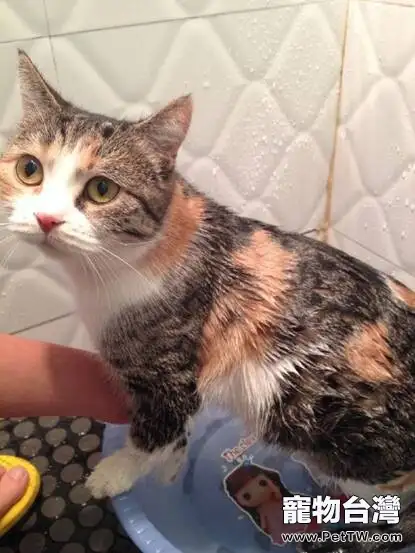 在家給貓咪洗澡的那些事你真都知道嗎 ——除了防著涼、用專用沐浴露外還要注意什麼
