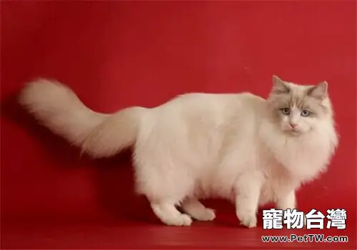 預防貓咪患熱射病的四個要點（1圖）-寵物台灣