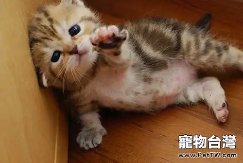 如何防止貓咪襲擊其他小動物(1圖)-寵物台灣
