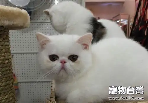 貓維生素D缺乏症的病因有哪些(1圖)-寵物台灣