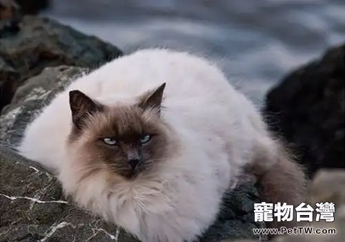貓子宮內膜炎的治療方法(1圖)-寵物台灣