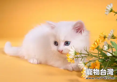 貓咪內耳炎會有哪些症狀(1圖)-寵物台灣