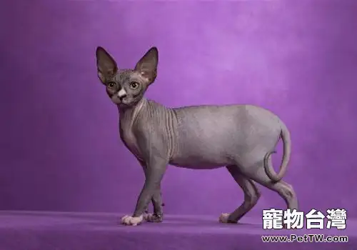 如何避免貓咪因暴食而出現消化不良(1圖)-寵物台灣