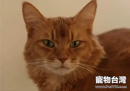 如何治療及預防貓疥癬病(1圖)-寵物台灣