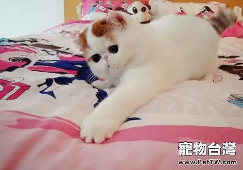 哪些因素會引起貓神經性皮炎(1圖)-寵物台灣