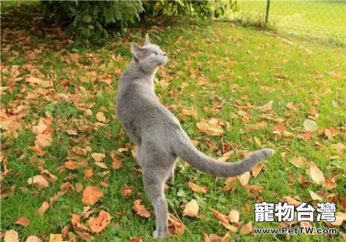貓咪肝硬化的防治方法(1圖)-寵物台灣