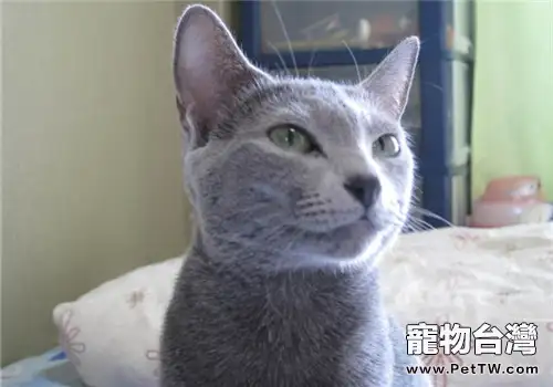 貓咪便秘的病因分析