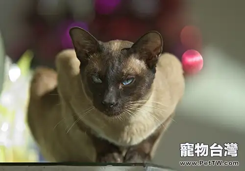 如何處理異常分娩的母貓(1圖)-寵物台灣