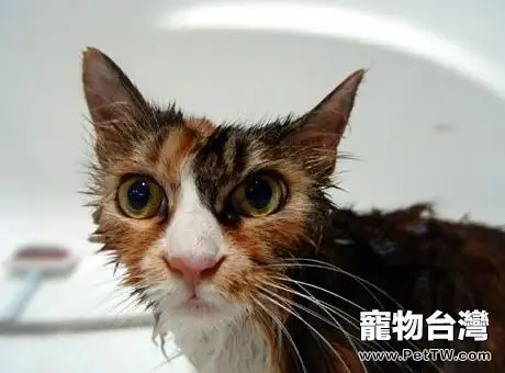 給貓咪洗澡的小常識