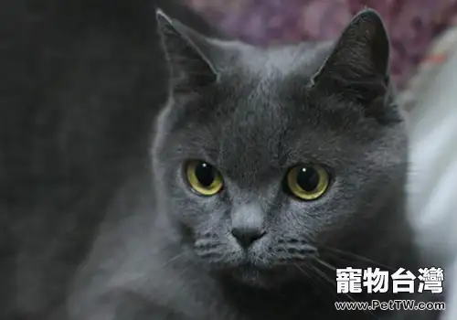 如何治療貓真菌性皮膚病(1圖)-寵物台灣