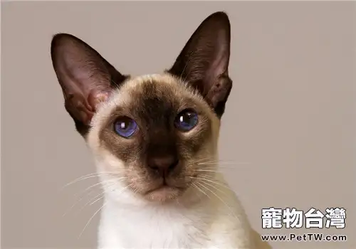 貓咪陰囊疝的治療要點(1圖)-寵物台灣