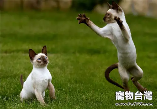 貓咪鼻炎的病因分析