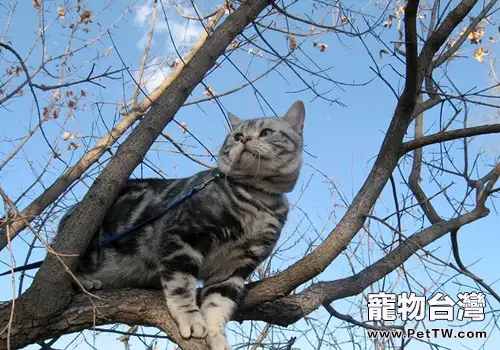 引起貓下泌尿道疾病的原因有哪些(1圖)-寵物台灣