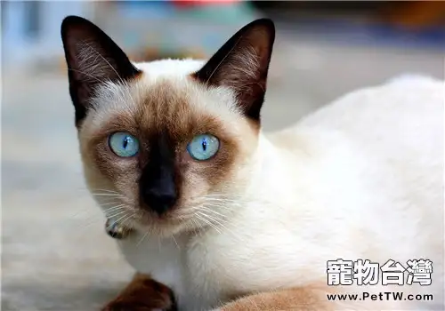 貓咪鼻炎的三種治療方法
