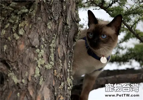 貓咪氣管支氣管炎的發病原因(1圖)-寵物台灣