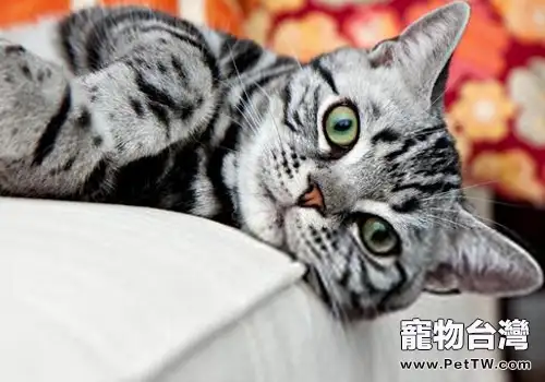 貓咪維生素A中毒有哪些症狀(1圖)-寵物台灣
