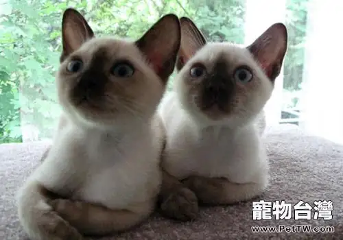 貓肥大細胞瘤的發病原因有哪些