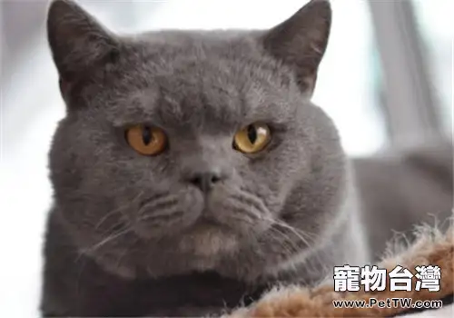 貓咪膿胸的臨床症狀