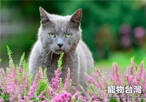 什麼原因會引起貓咪氣胸