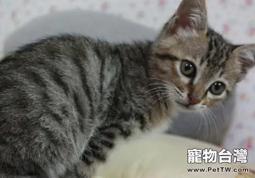 貓等孢球蟲病的病因是什麼(1圖)-寵物台灣