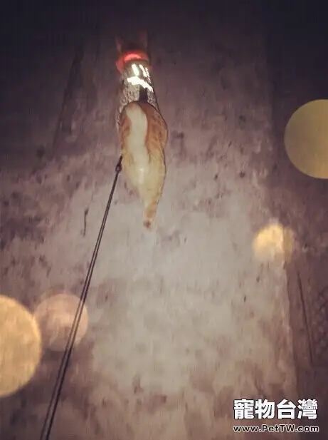 我的遛貓日記（下）