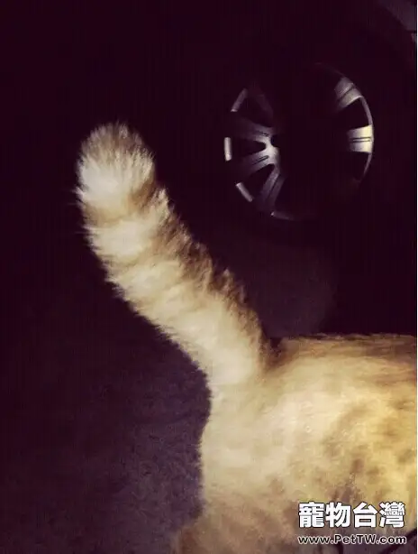 我的遛貓日記（下）