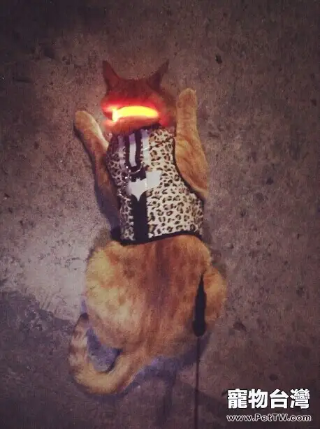 我的遛貓日記（下）