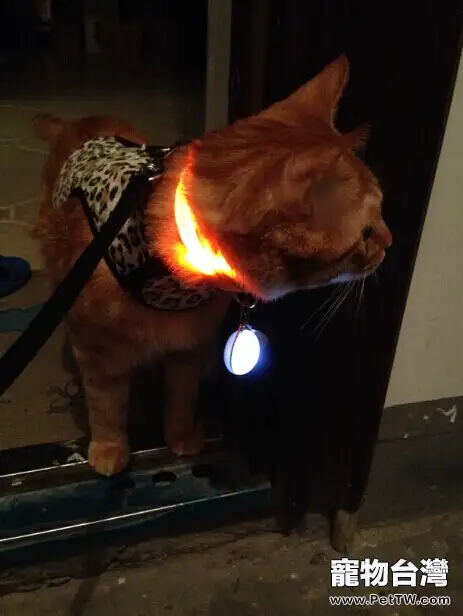 我的遛貓日記（下）