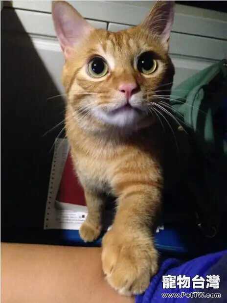 我的遛貓日記（下）