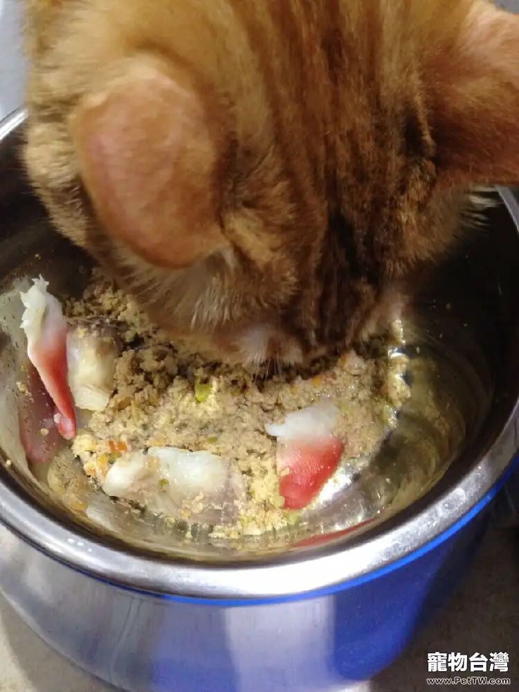 我的遛貓日記（下）