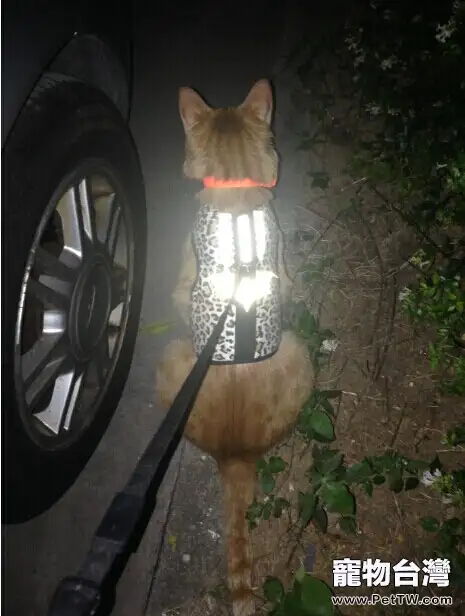 我的遛貓日記（下）（共8張圖片）-寵物台灣