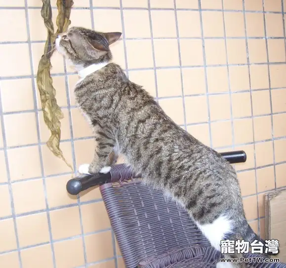 貓咪可不可以吃水果(1圖)-寵物台灣