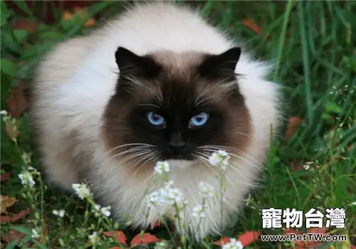 如何訓練貓咪擺優美姿式(1圖)-寵物台灣