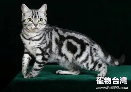 貓咪的常用藥有哪些(1圖)-寵物台灣