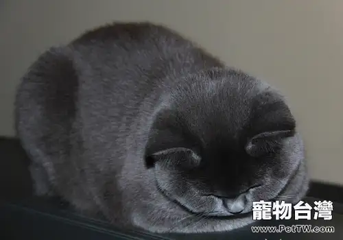 如何治療貓錢癬(1圖)-寵物台灣