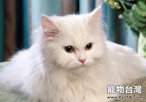 如何治療貓絲蟲病(1圖)-寵物台灣