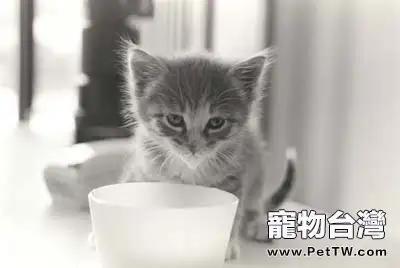 如何制止貓咪亂撿東西吃