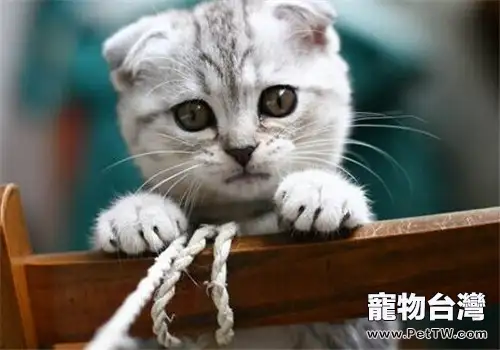 如何護理術後貓咪（1圖）-寵物台灣