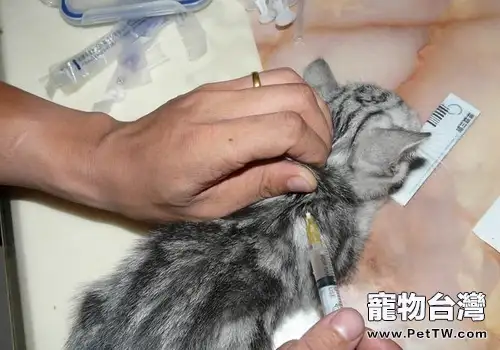 提前或延後為貓咪注射疫苗影響大嗎