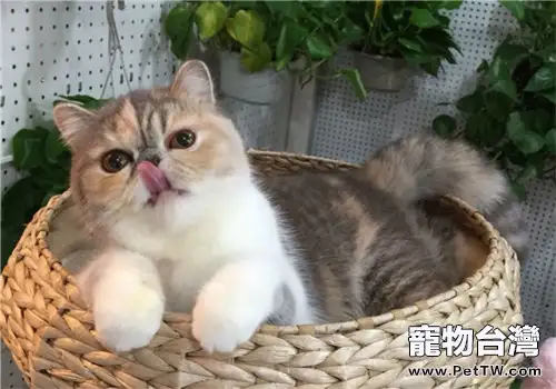 貓咪住高樓有利也有弊