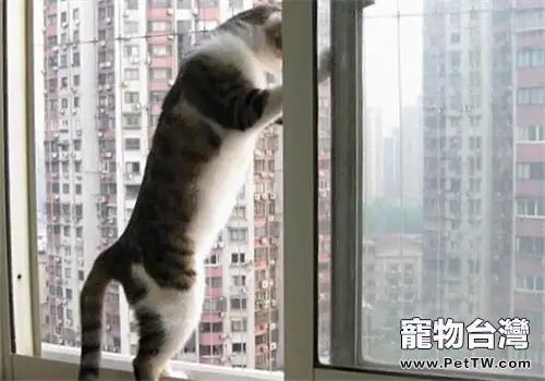 貓咪住高樓有利也有弊