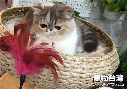 貓咪住高樓有利也有弊（共3張圖片）-寵物台灣