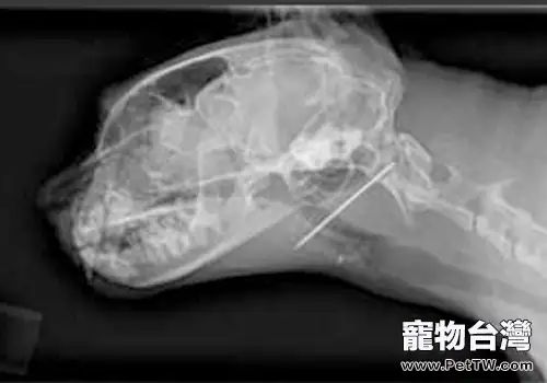 如何判斷貓咪喉部是否有異物