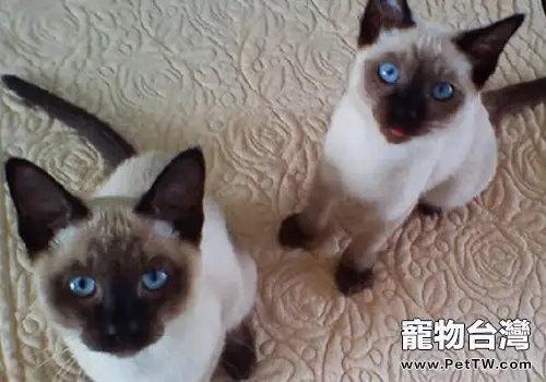 如何判斷貓咪喉部是否有異物