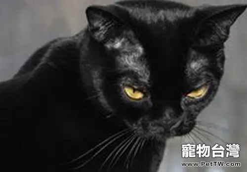 如何判斷貓咪喉部是否有異物（共3張圖片）-寵物台灣