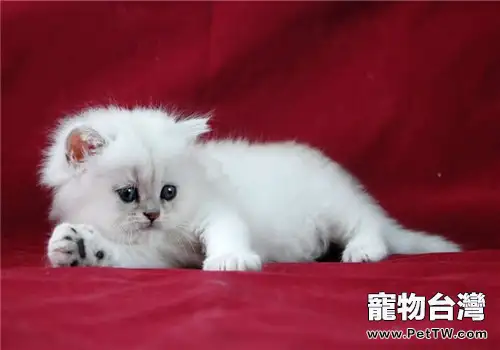 貓咪美毛之家庭自我解決法（共3張圖片）-寵物台灣