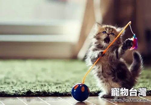貓咪喜歡扒貓砂是強迫症嗎