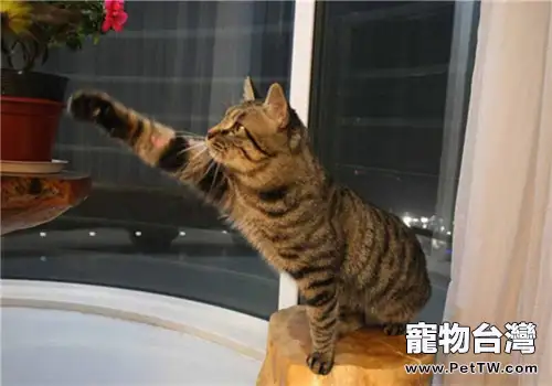 如何正確的飼養中國狸花貓