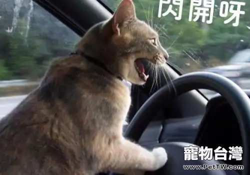 貓咪有哪些特性