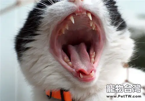 暹羅貓慢性牙齦炎的症狀及治療